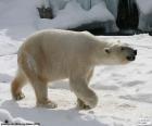 Полярный медведь является одним из крупнейших наземных хищник, они живут в Арктике